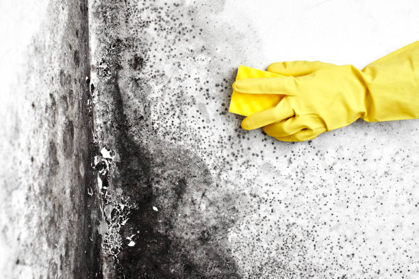Best Air Quality Testing for Mold Spores  in Winooski, VT