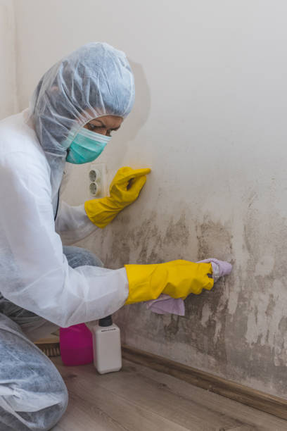 Best Mold Removal for HVAC Installations  in Winooski, VT