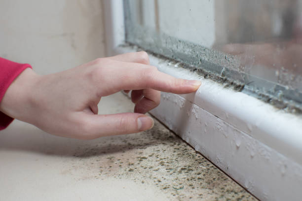 Best Commercial Mold Inspection  in Winooski, VT